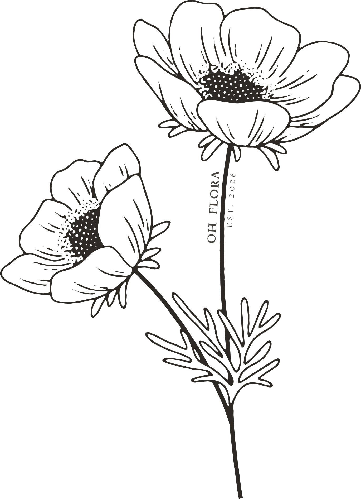 Oh Flora hand-drawn anemone illustration